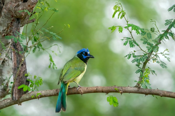 A blue and green bird sits in a tree.