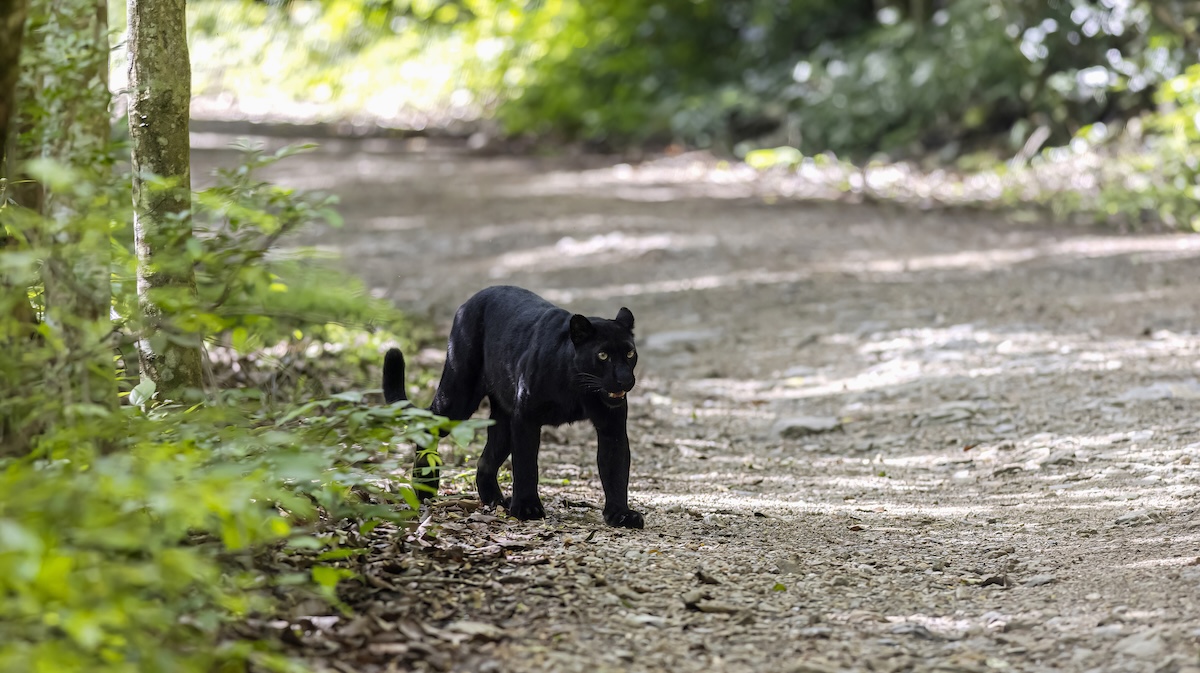 Black Panther Leopard