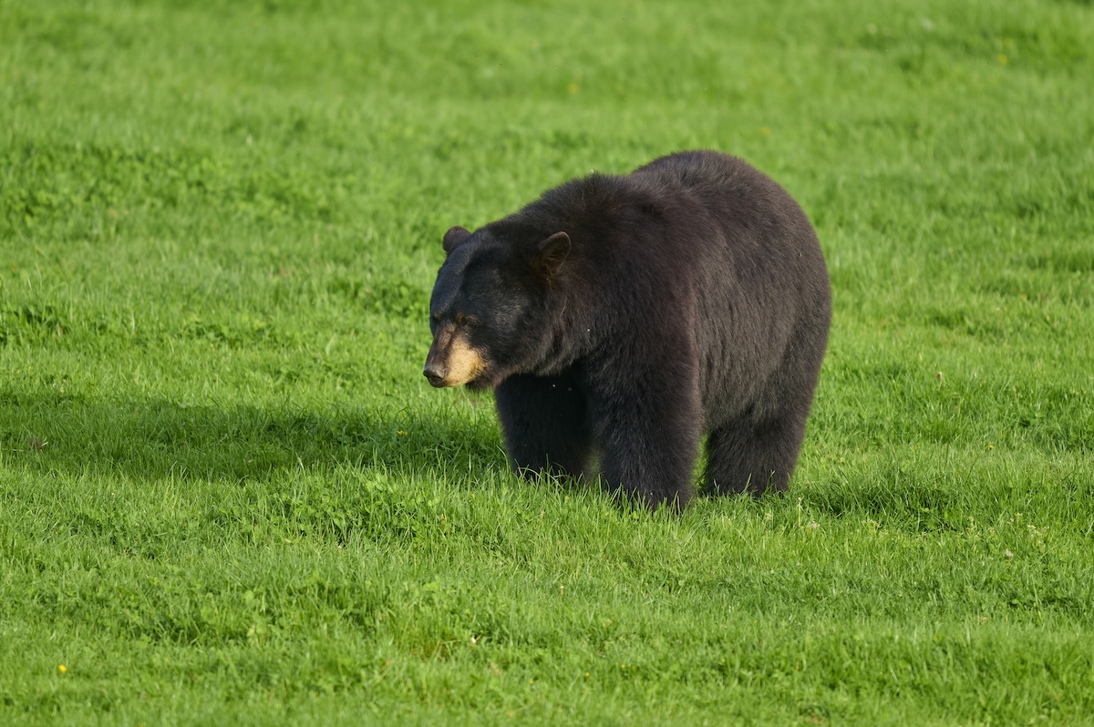 bear approaching couple
