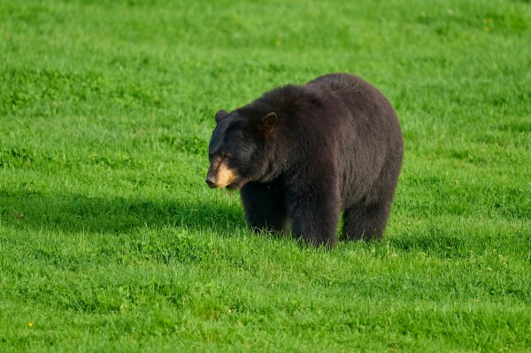 bear approaching couple