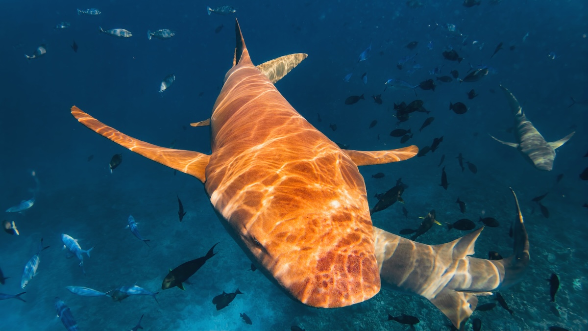 rare orange shark costa rica