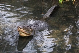Bellowing Gator sound
