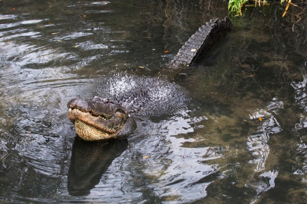Bellowing Gator sound