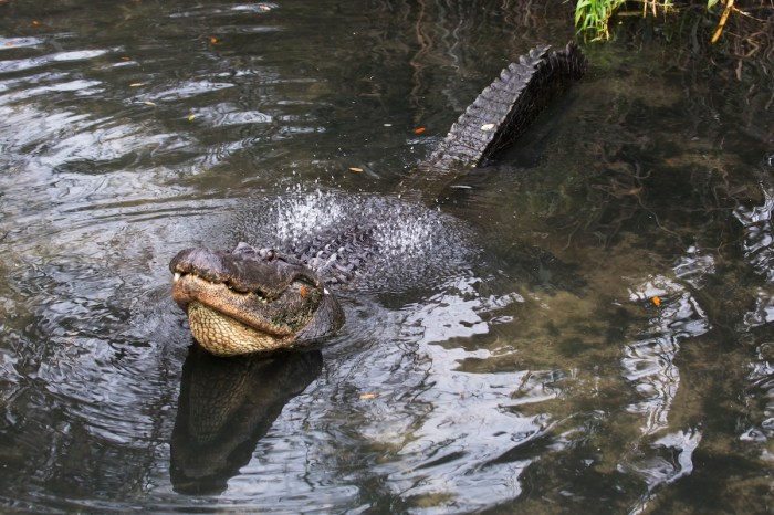 Bellowing Gator sound