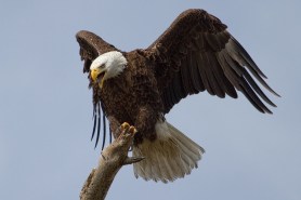Bald Eagle coyote trail cam
