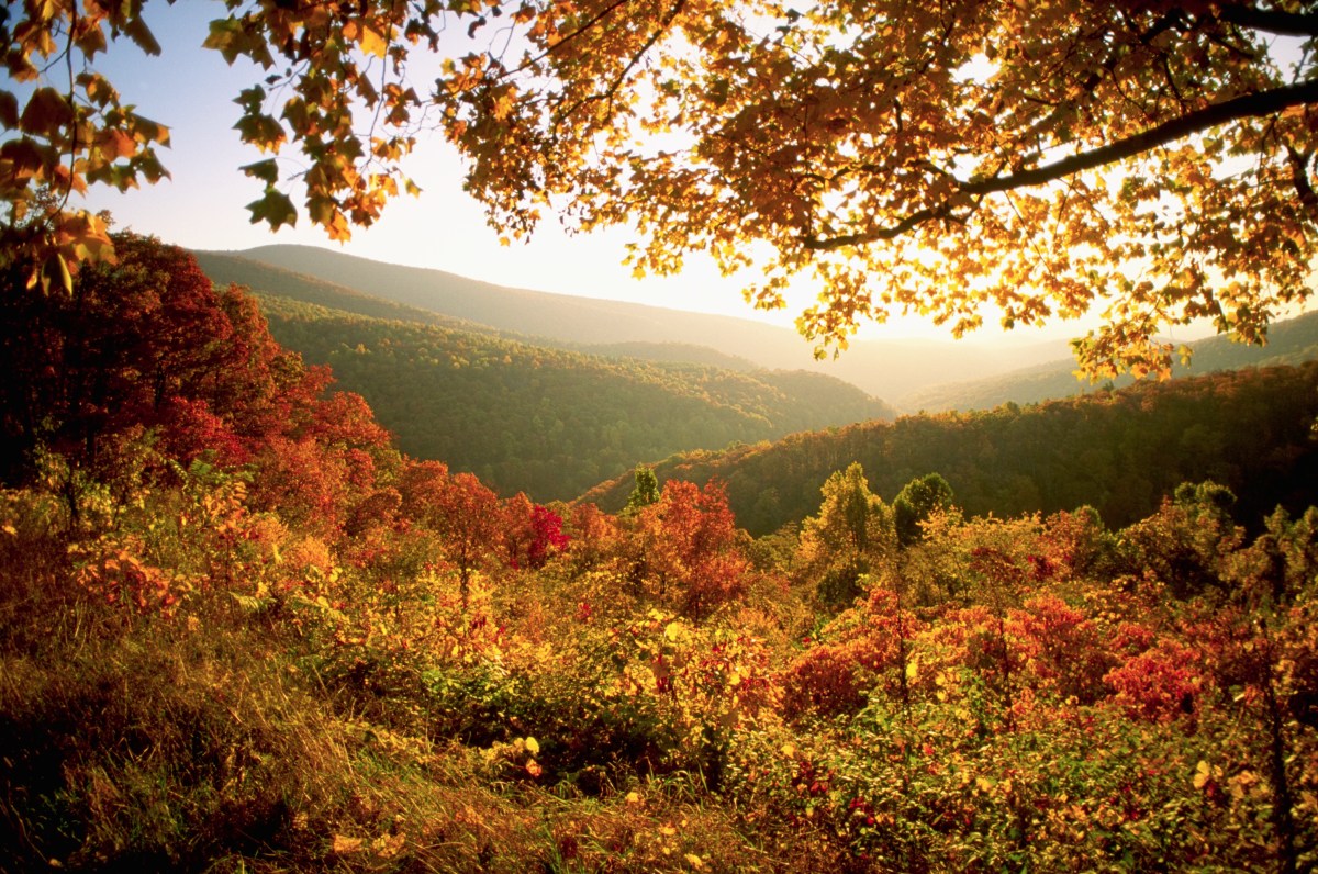 Fall foliage in Shenandoah with yellows and reds