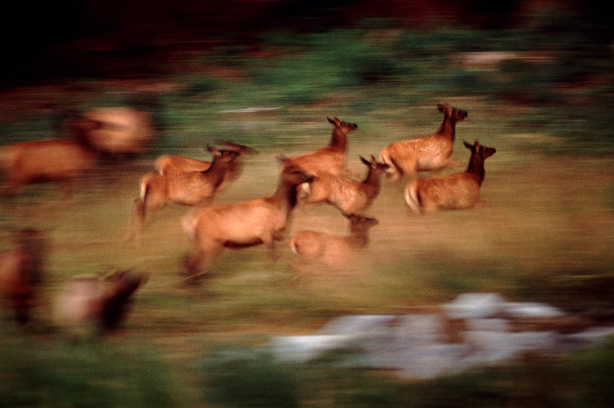 what spooked elk herd