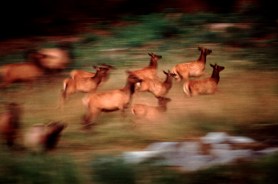 what spooked elk herd