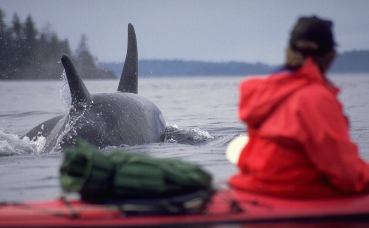Kayaker killer whales