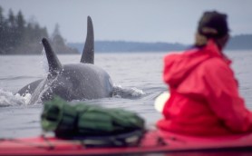 Kayaker killer whales