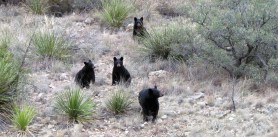 Four bears stand in a desert landscape