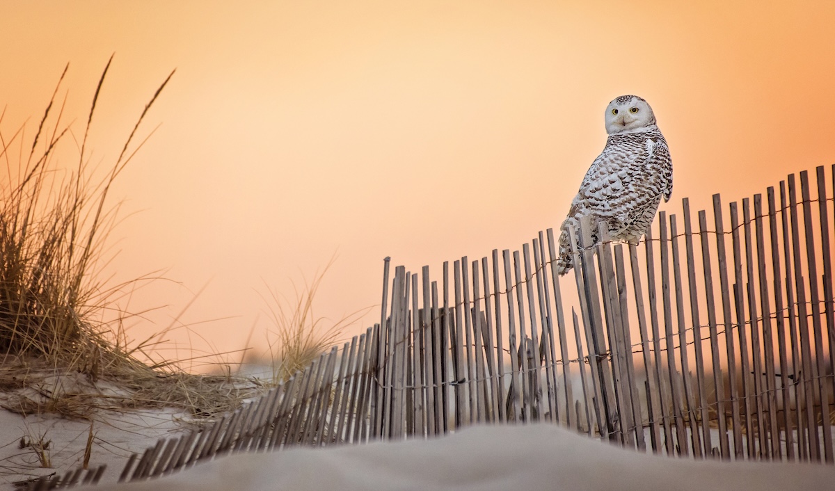 Snowy Owl orange
