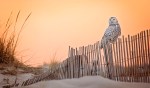 Snowy Owl orange