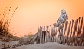 Snowy Owl orange