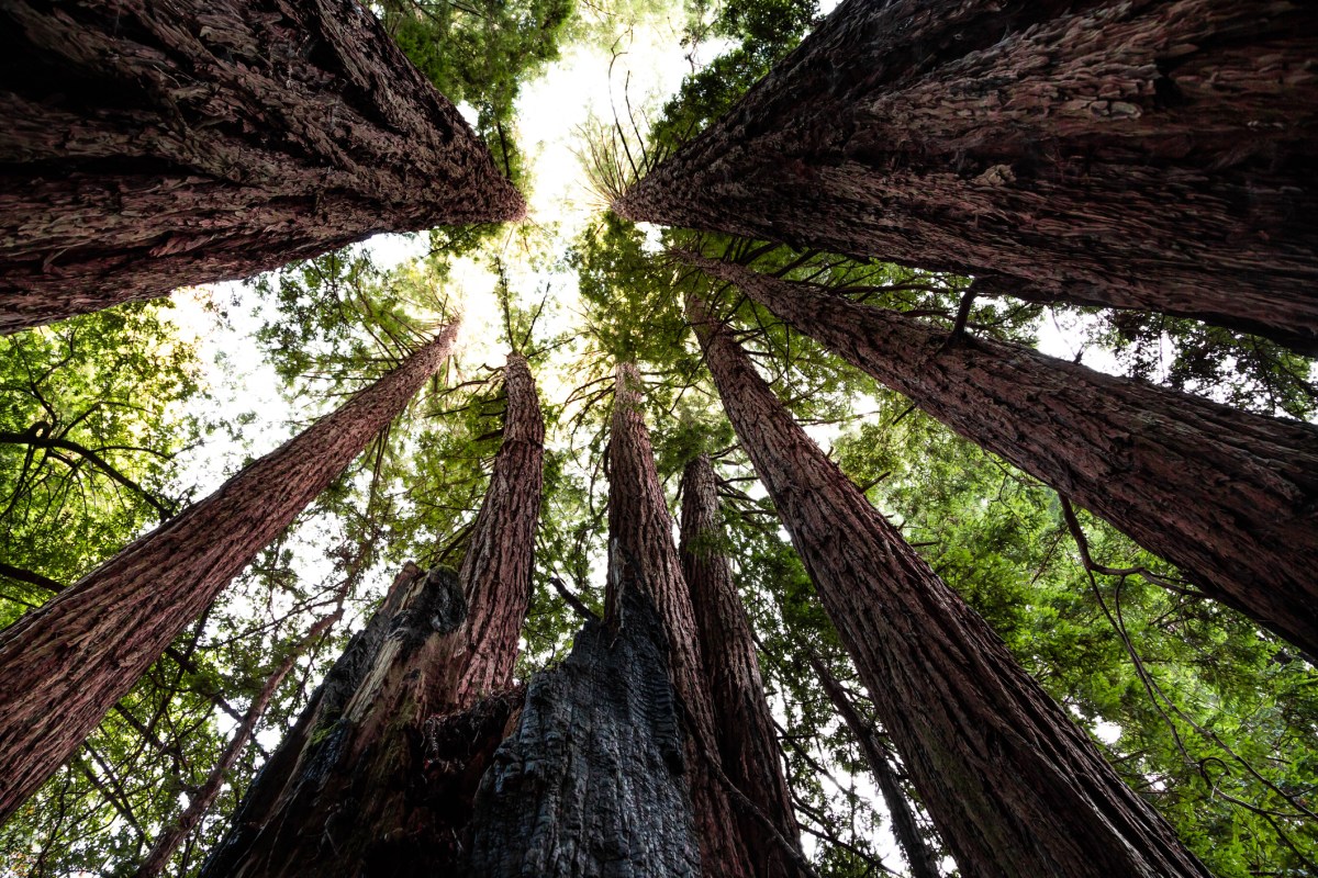 The woods of Northern California