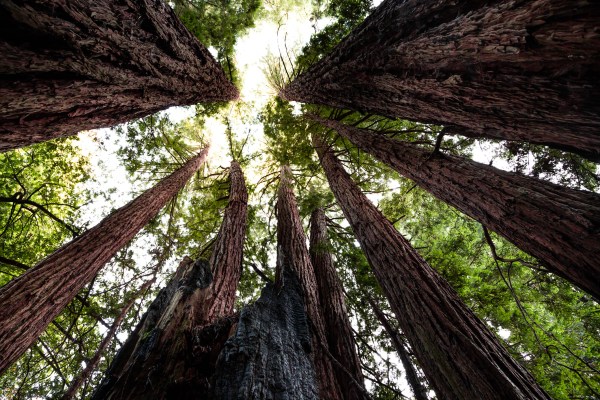 The woods of Northern California