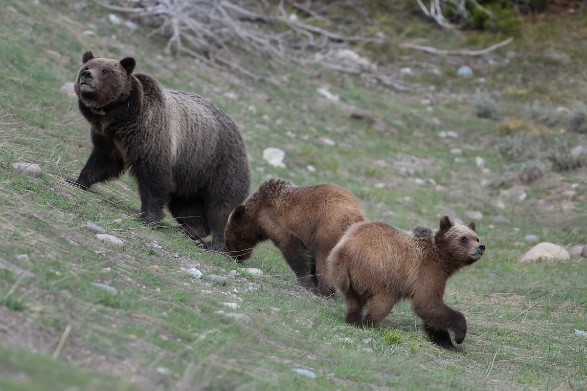 grizzly bear mom sow and cubs