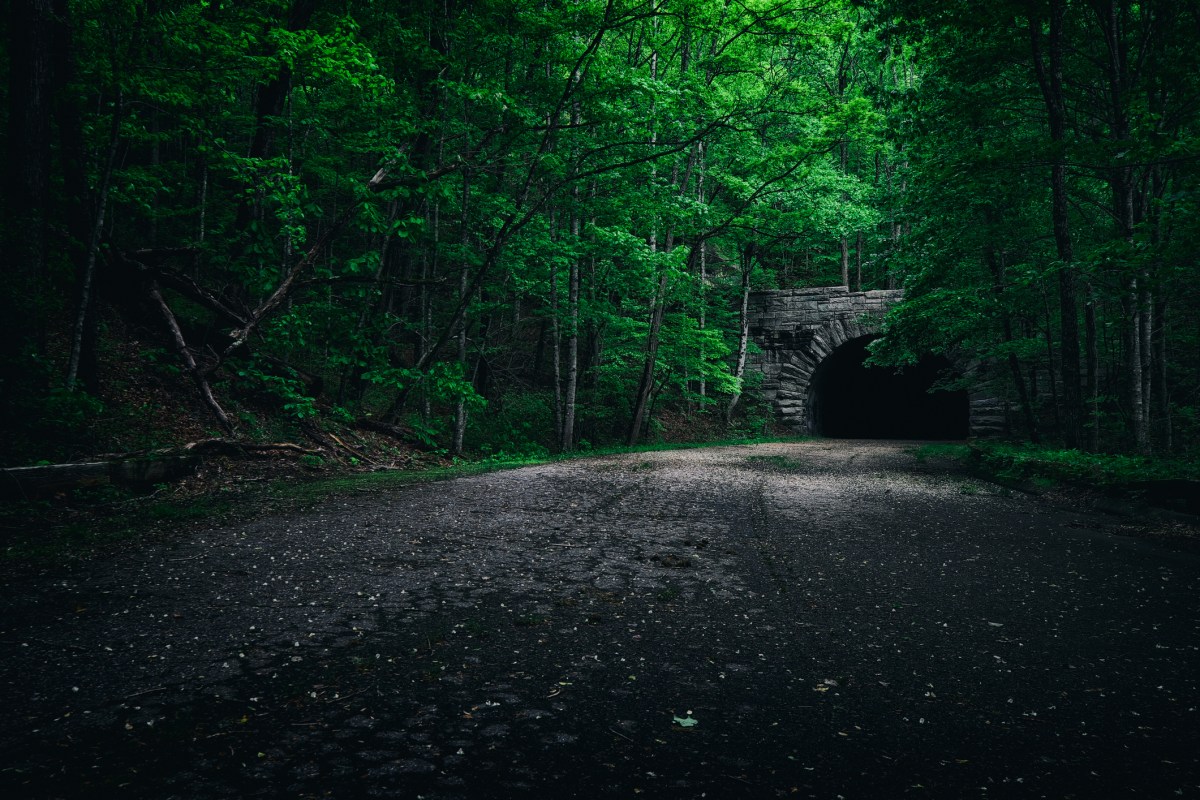 A tunnel down a tree covered road