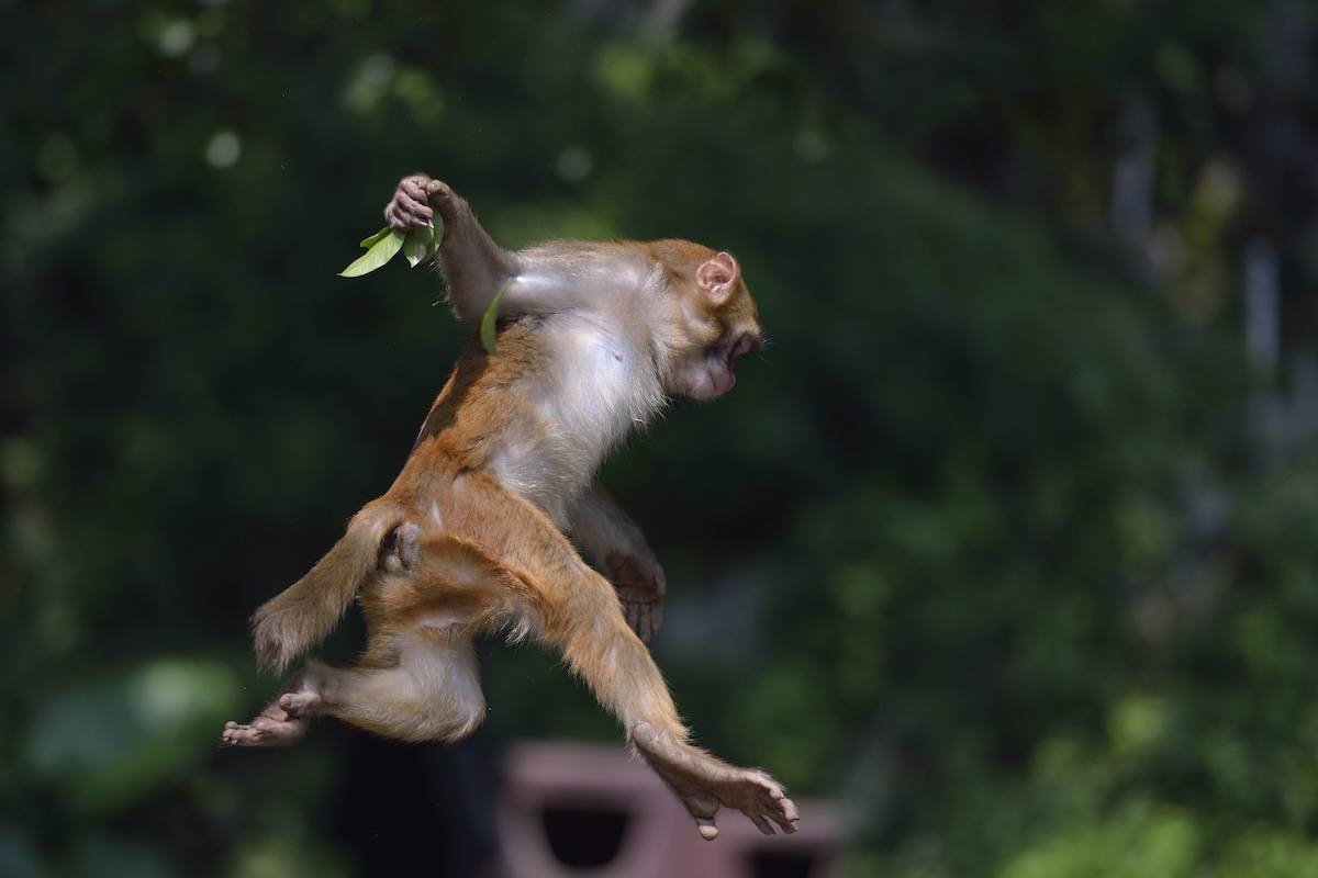 raining monkeys florida