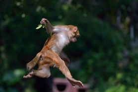 raining monkeys florida