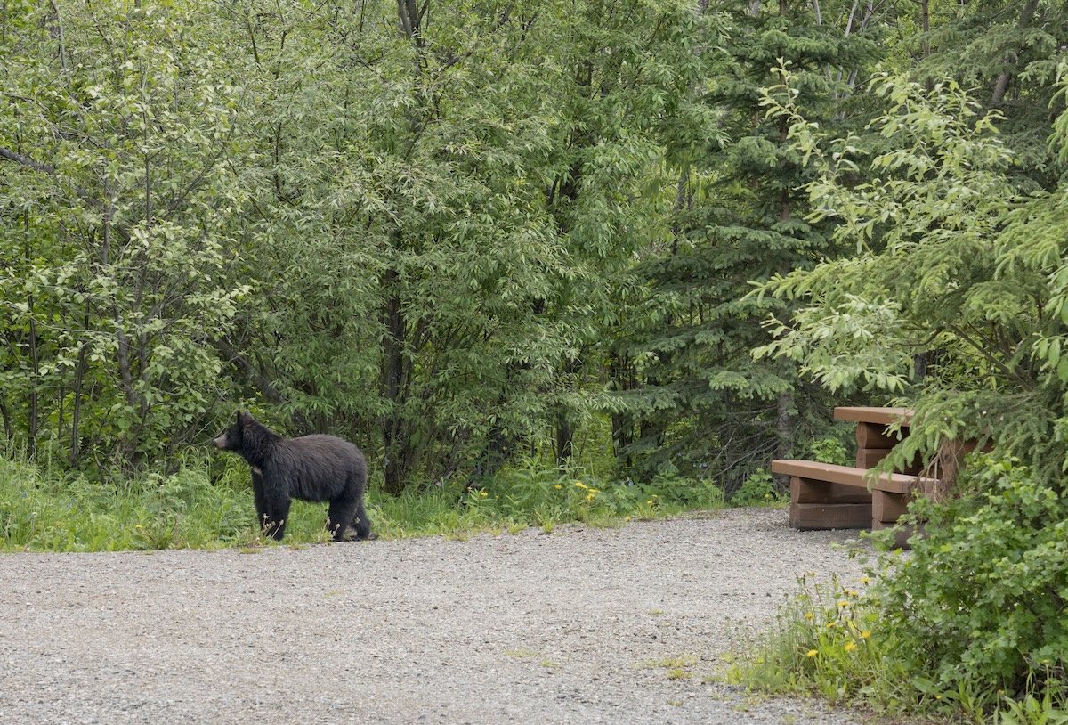 bear attack killed man arkansas