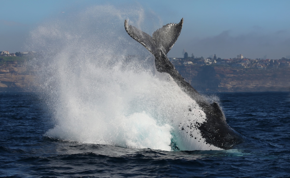 whale video landed on us