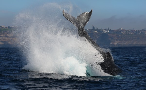 whale video landed on us
