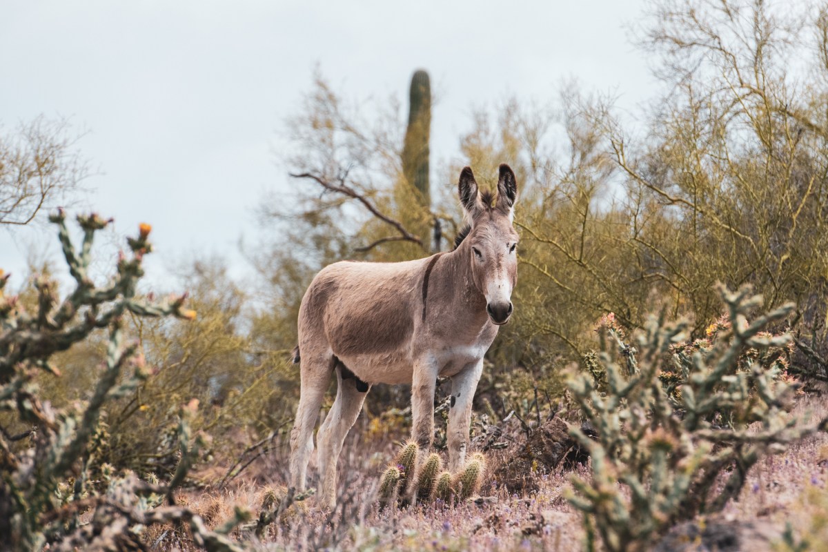 A donkey in front of cactus