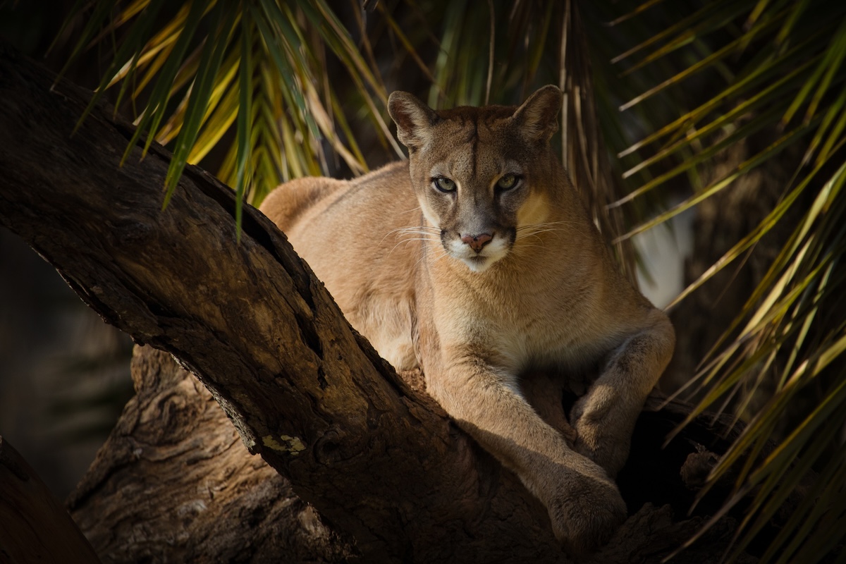 Cougar in tree golfers