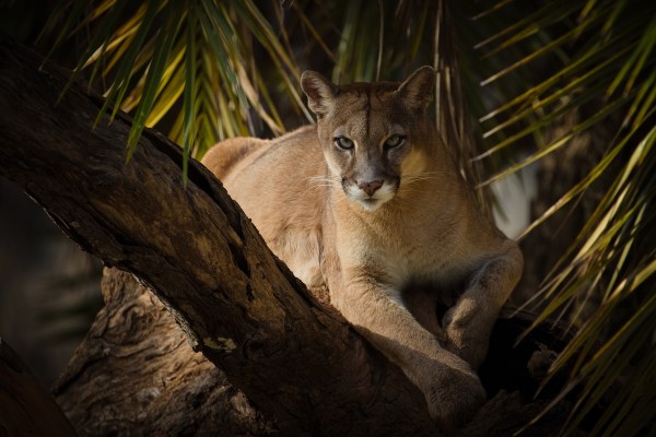 Cougar in tree golfers