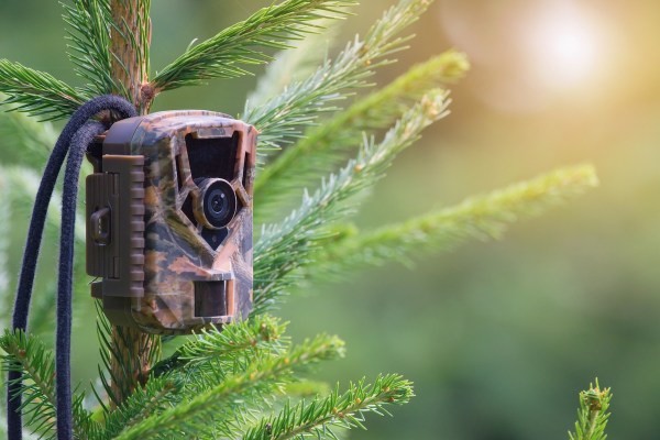 trail cam vs. camera trap