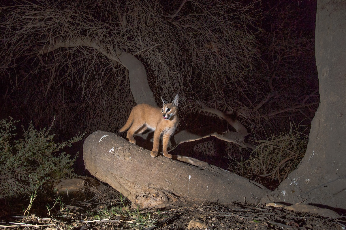 trail cam arabian wild cat