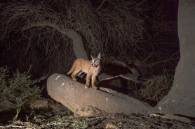 trail cam arabian wild cat