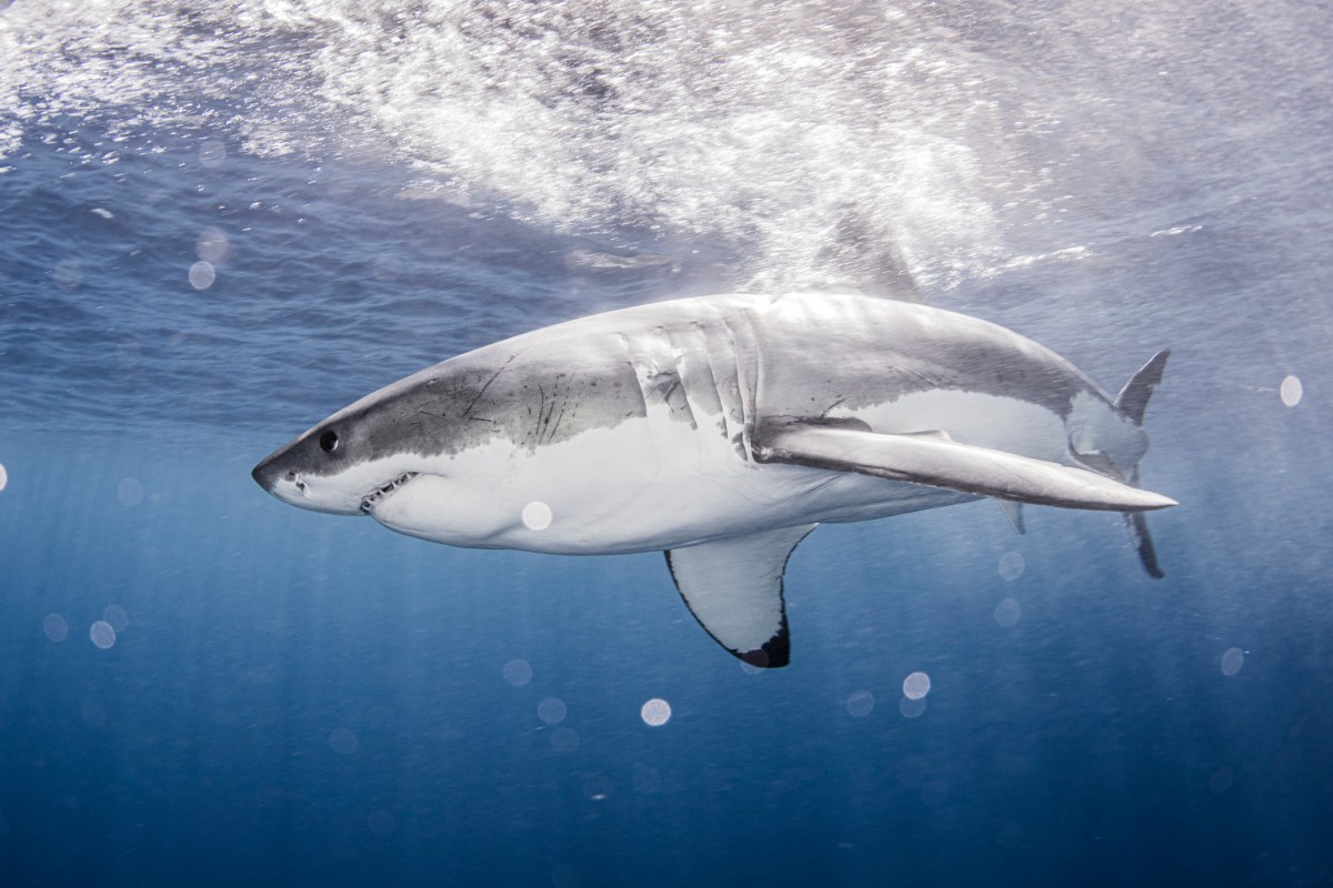 A great white shark