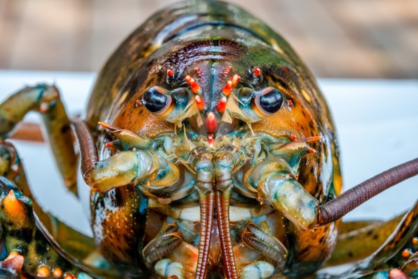 rare lobster