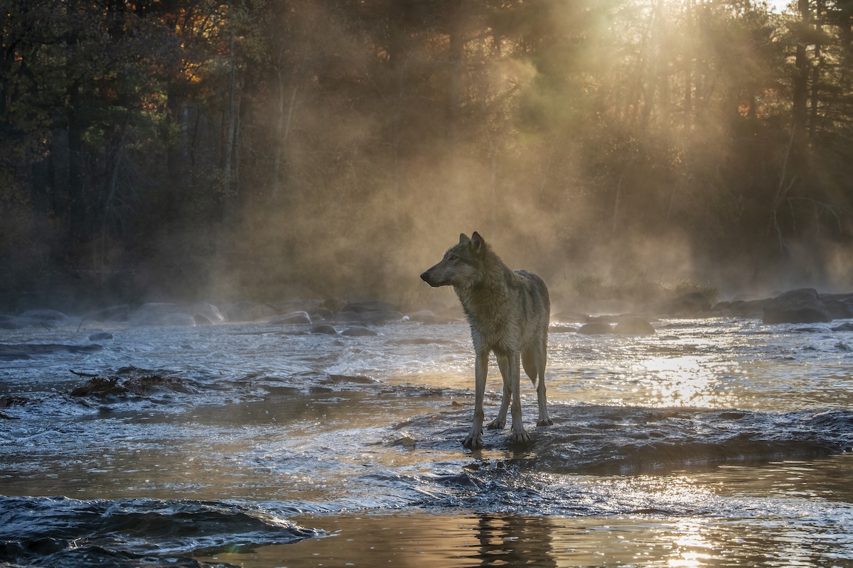 wolves fishing salmon
