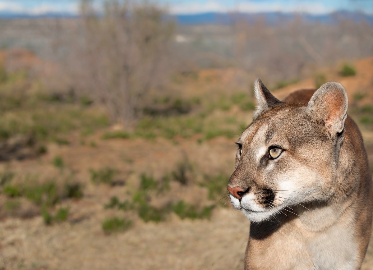 A mountain lion in the desert