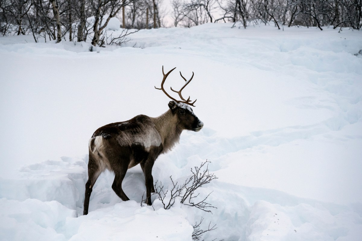 A reindeer, also known as a caribou standing in snow.