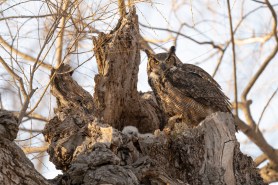 Great horned owl with owlets