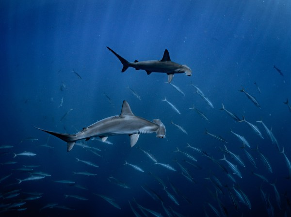 Two sharks and some fish.