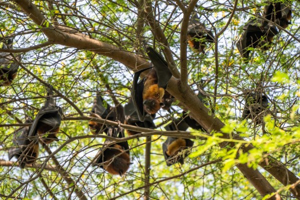 A group of flying foxes