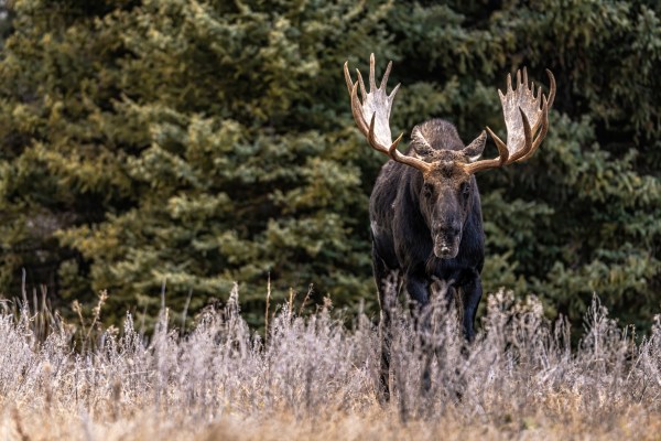 A moose stands in front of trees