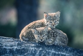two baby bobcats