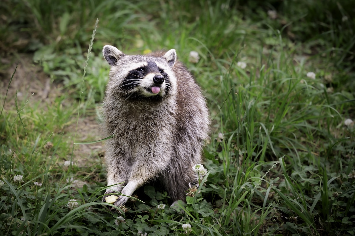 raccoon pickup truck