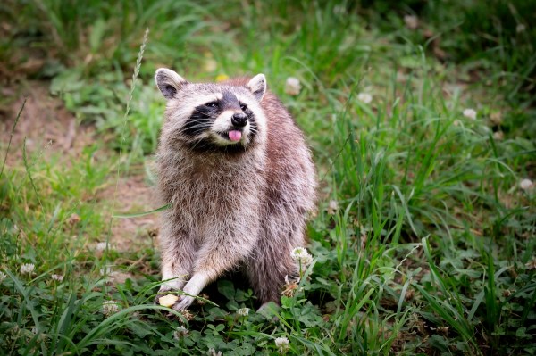 raccoon pickup truck