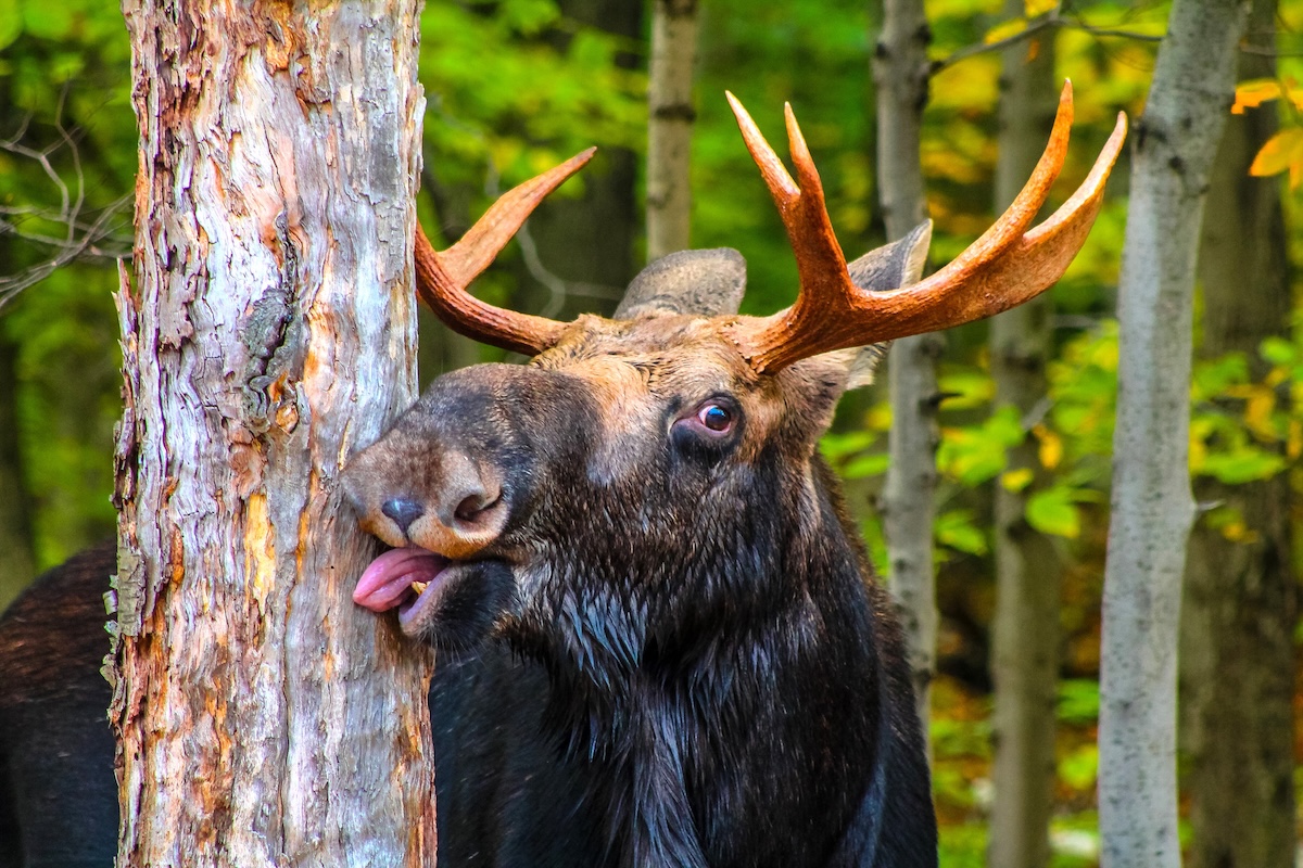 moose noisy backyard