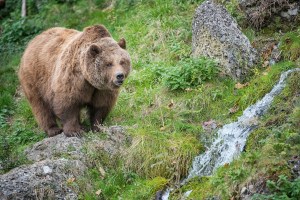 fat bear's waddle trail cam