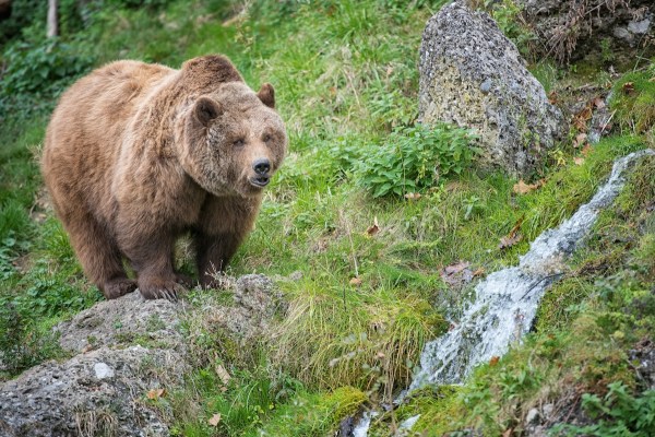 fat bear's waddle trail cam