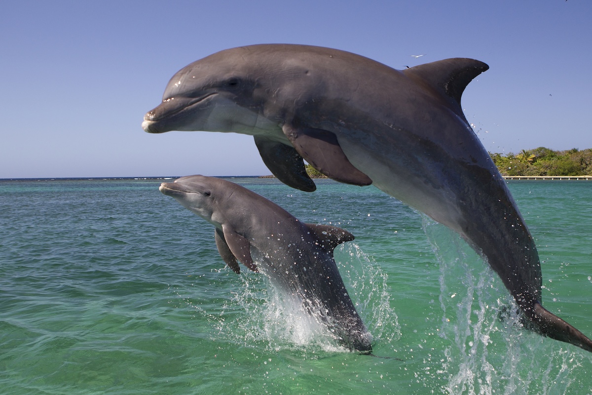 dolphin leaps boat whale watching