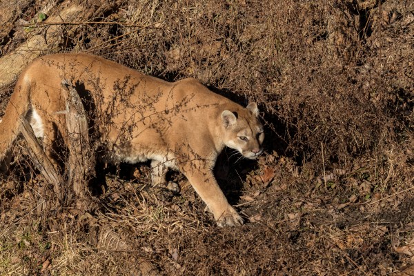 A mountain lion walks through dry grass